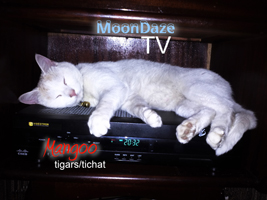 MoonDaze TV 17 - Photo 02 Thumbnail