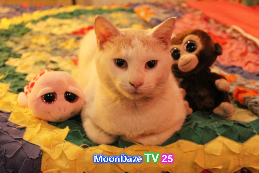 MoonDaze TV 25 - Photo 05